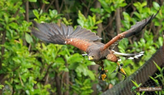 Dierenpark De Oliemeulen In Tilburg - Homepagina