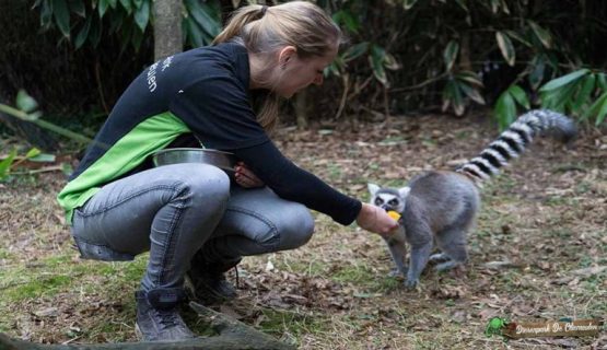 Dierenpark De Oliemeulen In Tilburg - Homepagina