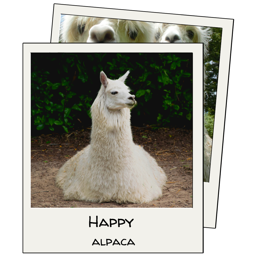 Happy de alpaca