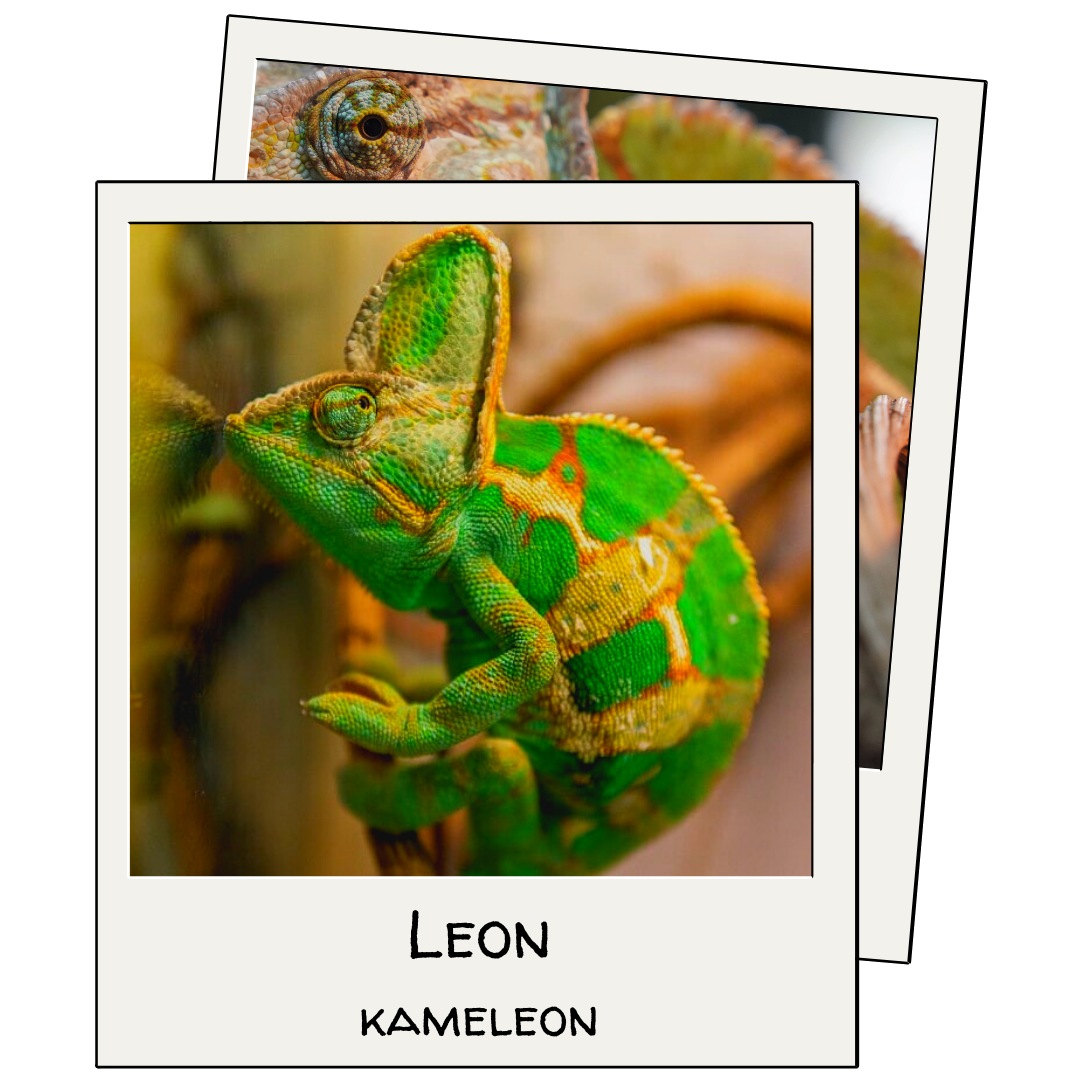 Leon de kameleon