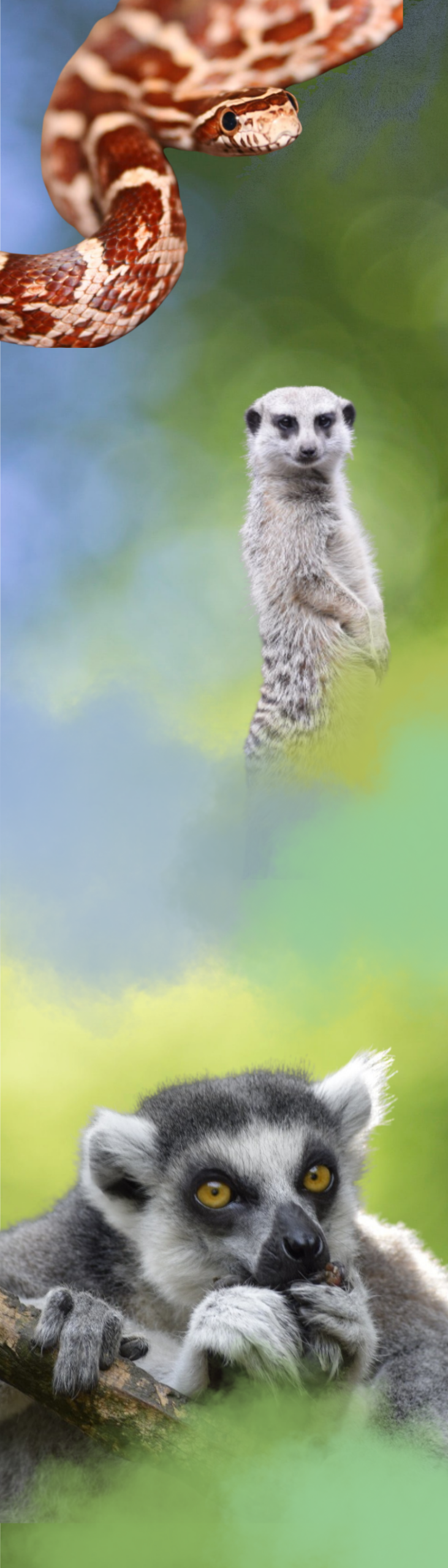 adoptiedieren (1)
